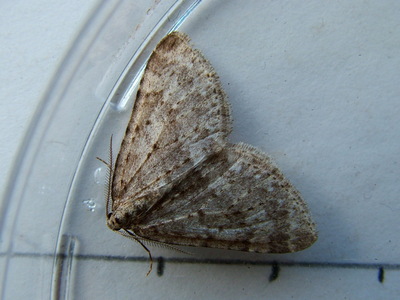 Mottled Grey